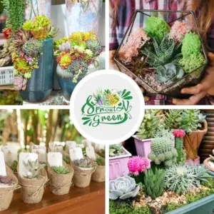 Assorted Live Succulent Plants 5 Pack 2 inch Potted with Soil Mix Rare Small Indoor Outdoor House Plants for Home Garden Wedding Decor Party Favor