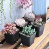 Assorted Live Succulent Plants 5 Pack 2 inch Potted with Soil Mix Rare Small Indoor Outdoor House Plants for Home Garden Wedding Decor Party Favor