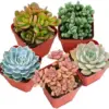 Assorted Live Succulent Plants 5 Pack 2 inch Potted with Soil Mix Rare Small Indoor Outdoor House Plants for Home Garden Wedding Decor Party Favor
