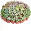 Assorted Mini Succulent Plant Pack Live Low Maintenance Mixed Colors & Textures 32 Count for Favors Gifts Gardens