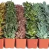 Assorted Mini Succulent Plant Pack Live Low Maintenance Mixed Colors & Textures 32 Count for Favors Gifts Gardens
