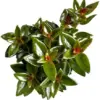 Black Goldfish Plant, Live Indoor Houseplant, 4 Inch Pot, Red Orange Flowers, Low Maintenance, Organic Loam Soil