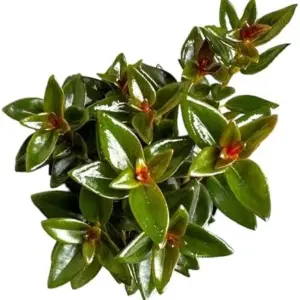 Black Goldfish Plant, Live Indoor Houseplant, 4 Inch Pot, Red Orange Flowers, Low Maintenance, Organic Loam Soil