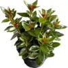 Black Goldfish Plant, Live Indoor Houseplant, 4 Inch Pot, Red Orange Flowers, Low Maintenance, Organic Loam Soil