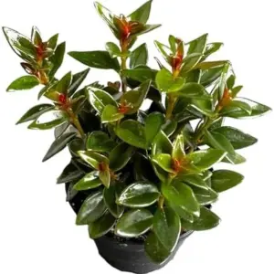 Black Goldfish Plant, Live Indoor Houseplant, 4 Inch Pot, Red Orange Flowers, Low Maintenance, Organic Loam Soil