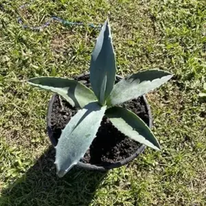 Blue Agave Plant Americana Century Succulent Live 6-8 Inch Tall Green GMO-Free