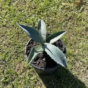 Blue Agave Plant Americana Century Succulent Live 6-8 Inch Tall Green GMO-Free