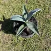 Blue Agave Plant Americana Century Succulent Live 6-8 Inch Tall Green GMO-Free