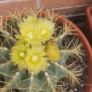 Blue Barrel Cactus Extra Large Live Plant Distinctive Blue Coloration Yellow Flowers
