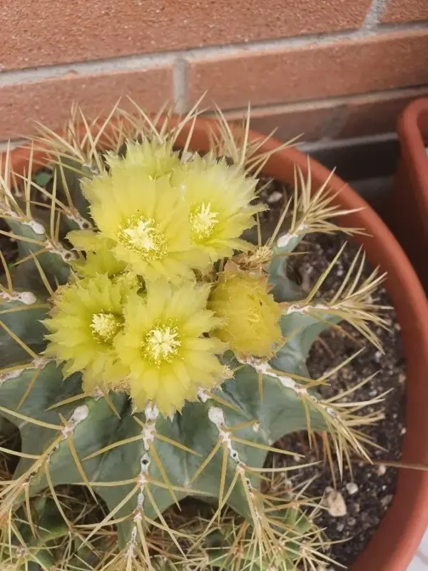 Blue Barrel Cactus Extra Large Live Plant Distinctive Blue Coloration Yellow Flowers