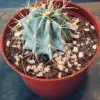 Blue Barrel Cactus Extra Large Live Plant Distinctive Blue Coloration Yellow Flowers