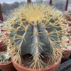 Blue Barrel Cactus Extra Large Live Plant Distinctive Blue Coloration Yellow Flowers