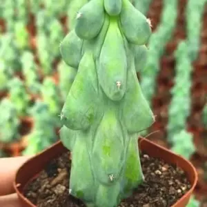 Boobie Cactus Live Plant Myrtillocactus Geometrizans Fukurokuryuzinboku 5-6 Inch Green Succulent Low Maintenance Drought Tolerant