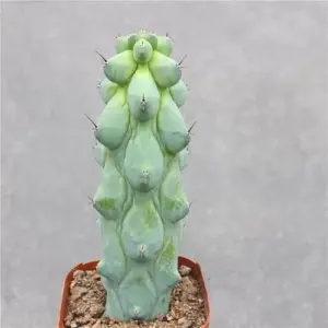 Boobie Cactus Live Plant Myrtillocactus Geometrizans Fukurokuryuzinboku 5-6 Inch Green Succulent Low Maintenance Drought Tolerant