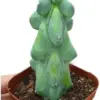 Boobie Cactus Live Plant Myrtillocactus Geometrizans Fukurokuryuzinboku 5-6 Inch Green Succulent Low Maintenance Drought Tolerant