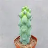 Boobie Cactus Live Plant Myrtillocactus Geometrizans Fukurokuryuzinboku 5-6 Inch Green Succulent Low Maintenance Drought Tolerant