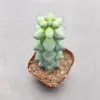 Boobie Cactus Live Plant Myrtillocactus Geometrizans Fukurokuryuzinboku 5-6 Inch Green Succulent Low Maintenance Drought Tolerant