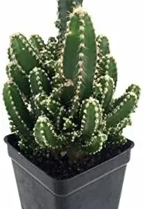Cactus Houseplant Cereus Live Plant 2 Inch Pot for Terrarium Fairy Garden Indoor Decor