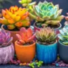 Cactus Succulent Seeds Mix - 30 Fresh Seeds for Diverse Cacti Garden