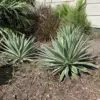 Caribbean Agave Angustifolia Live Succulent Plant 5GAL Pot 2-3FT Green White Edges Indoor Outdoor