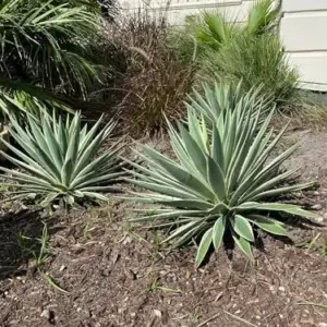 Caribbean Agave Angustifolia Live Succulent Plant 5GAL Pot 2-3FT Green White Edges Indoor Outdoor