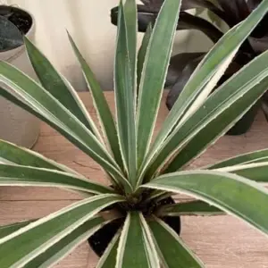 Caribbean Agave Angustifolia Live Succulent Plant 5GAL Pot 2-3FT Green White Edges Indoor Outdoor