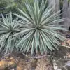 Caribbean Agave Angustifolia Live Succulent Plant 5GAL Pot 2-3FT Green White Edges Indoor Outdoor