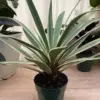 Caribbean Agave Angustifolia Live Succulent Plant 5GAL Pot 2-3FT Green White Edges Indoor Outdoor