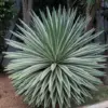 Caribbean Agave Angustifolia Live Succulent Plant 5GAL Pot 2-3FT Green White Edges Indoor Outdoor