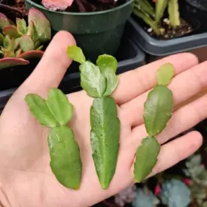Christmas Cactus Cuttings Live No Root Plant for Home Office Decor 3pcs True Christmas Cactus Cuttings