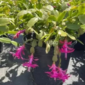 Christmas Cactus Cuttings Live No Root Plant for Home Office Decor 3pcs True Christmas Cactus Cuttings