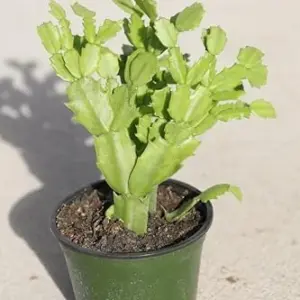 Christmas Cactus Plant 3 inch Nursery Pot - Green Live Indoor Succulent - Low Light & Pet Safe