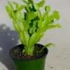 Christmas Cactus Plant 3 inch Nursery Pot - Green Live Indoor Succulent - Low Light & Pet Safe