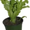 Christmas Cactus Plant 3 inch Nursery Pot - Green Live Indoor Succulent - Low Light & Pet Safe