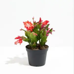 Christmas Cactus Plant Live - Perfect Holiday Decor, Thanksgiving Table, Christmas Decor - Rooted Indoor Live Plant, 8" Height, Natural
