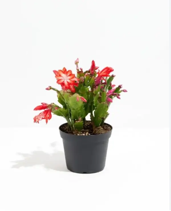 Christmas Cactus Plant Live - Perfect Holiday Decor, Thanksgiving Table, Christmas Decor - Rooted Indoor Live Plant, 8" Height, Natural