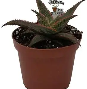 Christmas Carol Aloe Vera Plant 4 inch Pot Live Succulent Green Red Organic