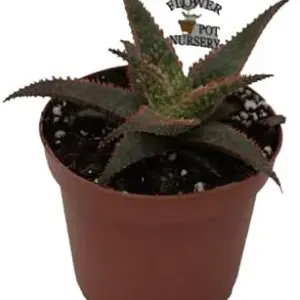 Christmas Carol Aloe Vera Plant 4 inch Pot Live Succulent Green Red Organic
