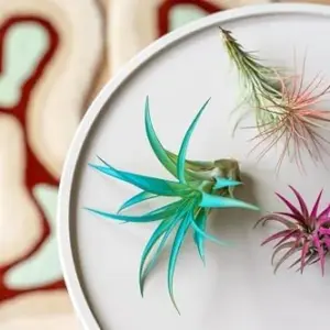 Colorful Air Plants Variety Pack - 10 Assorted Vibrant Enhanced Tillandsias - Live Succulent House Plants for Home & Garden Decor