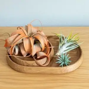 Colorful Air Plants Variety Pack - 10 Assorted Vibrant Enhanced Tillandsias - Live Succulent House Plants for Home & Garden Decor