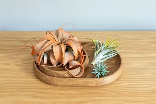Colorful Air Plants Variety Pack - 10 Assorted Vibrant Enhanced Tillandsias - Live Succulent House Plants for Home & Garden Decor