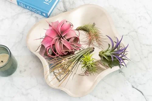 Colorful Air Plants Variety Pack - 10 Assorted Vibrant Enhanced Tillandsias - Live Succulent House Plants for Home & Garden Decor