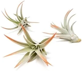 Coral Colorful Tillandsia Air Plants - Live Succulent House Plants - Pack of 3 - Indoor Outdoor Decor