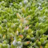 Cotyledon Pendens Live Plant, Rare Trailing Succulent, Fragrant Flowers, Fully Rooted, 2 Inch Pot