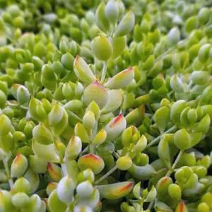 Cotyledon Pendens Live Plant, Rare Trailing Succulent, Fragrant Flowers, Fully Rooted, 2 Inch Pot