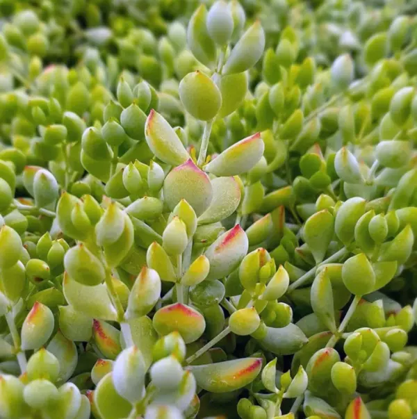 Cotyledon Pendens Live Plant, Rare Trailing Succulent, Fragrant Flowers, Fully Rooted, 2 Inch Pot