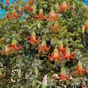 Cotyledon Pendens Live Plant, Rare Trailing Succulent, Fragrant Flowers, Fully Rooted, 2 Inch Pot