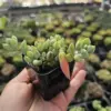 Cotyledon Pendens Live Plant, Rare Trailing Succulent, Fragrant Flowers, Fully Rooted, 2 Inch Pot