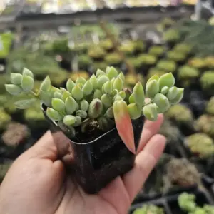 Cotyledon Pendens Live Plant, Rare Trailing Succulent, Fragrant Flowers, Fully Rooted, 2 Inch Pot