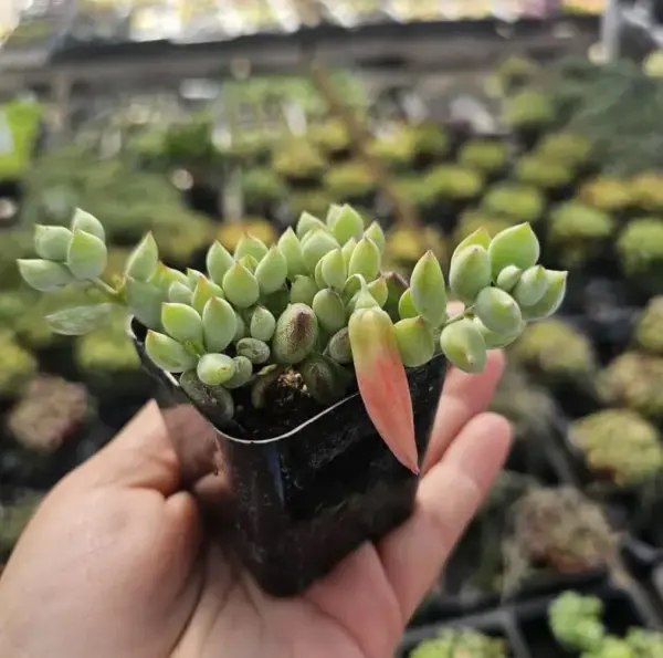 Cotyledon Pendens Live Plant, Rare Trailing Succulent, Fragrant Flowers, Fully Rooted, 2 Inch Pot